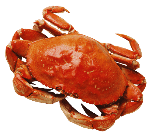 crab1